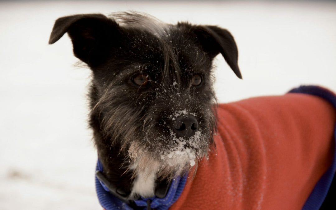 Exercising Your Dog In Winter