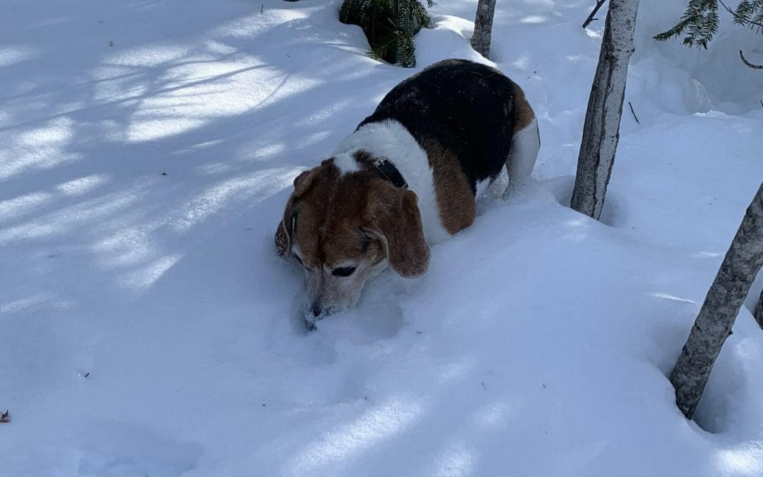 Cold Weather Tips for Pets