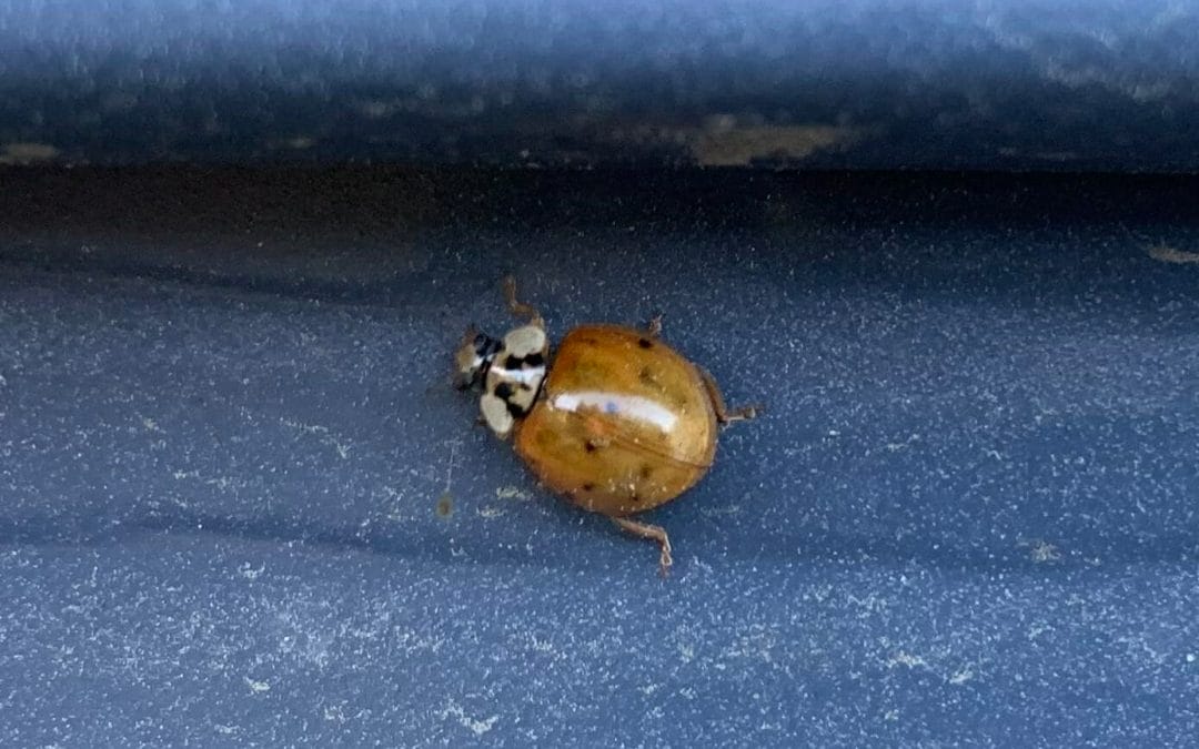 Lady Beetles: Ladybugs & Asian Beetles