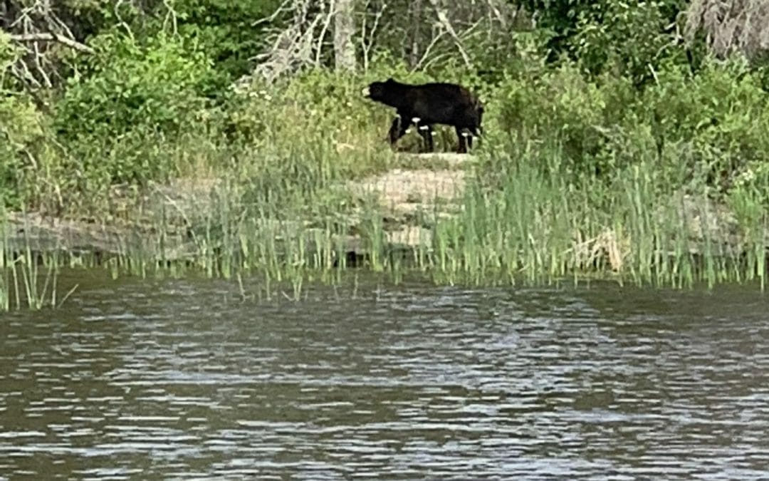 Coyotes, Wolves, & Bears