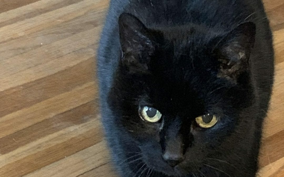 Senior Cat Care